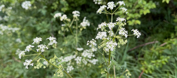 cow parsley