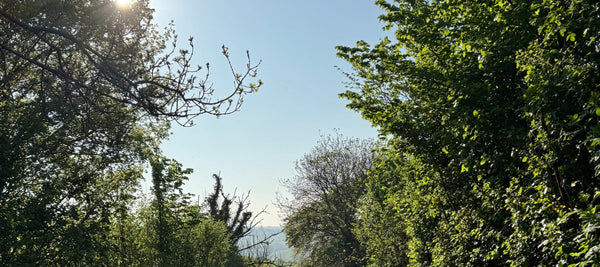 One Minute of Birdsong for International Dawn Chorus Day